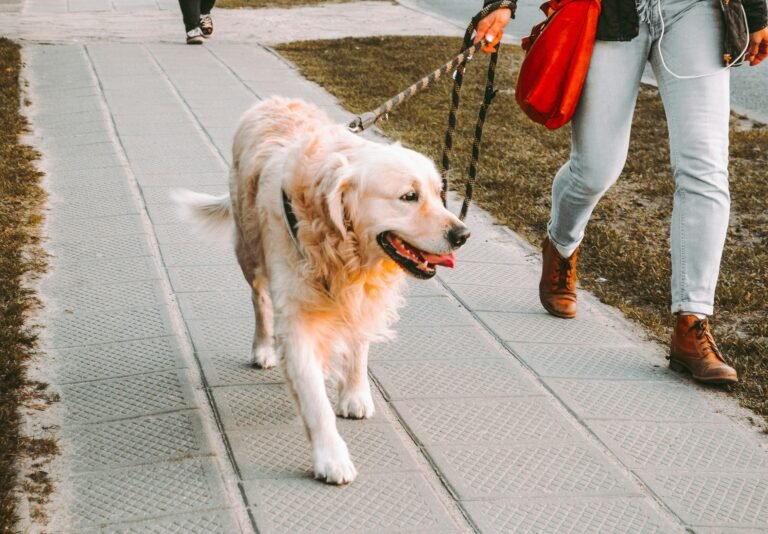 Person walking a dog outdoors, symbolizing offline side hustles without a computer